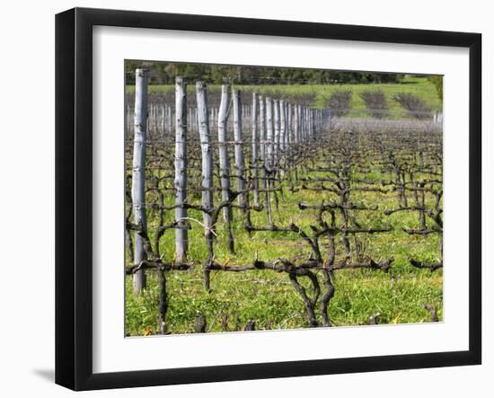 Vineyard in Cordon Royat, Bodega Pisano Winery, Progreso, Uruguay-Per Karlsson-Framed Photographic Print