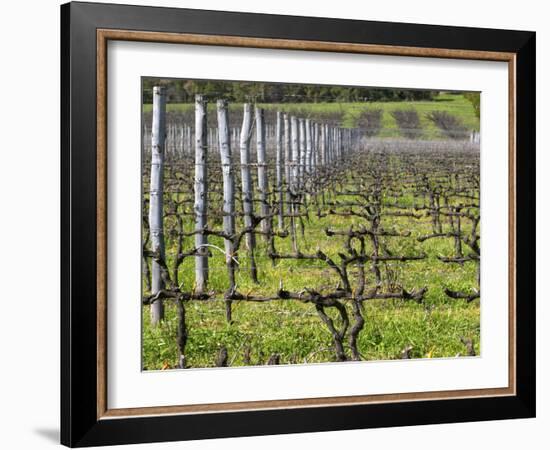 Vineyard in Cordon Royat, Bodega Pisano Winery, Progreso, Uruguay-Per Karlsson-Framed Photographic Print