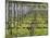 Vineyard in Cordon Royat, Bodega Pisano Winery, Progreso, Uruguay-Per Karlsson-Mounted Photographic Print