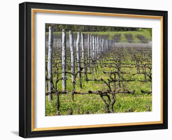 Vineyard in Cordon Royat, Bodega Pisano Winery, Progreso, Uruguay-Per Karlsson-Framed Photographic Print