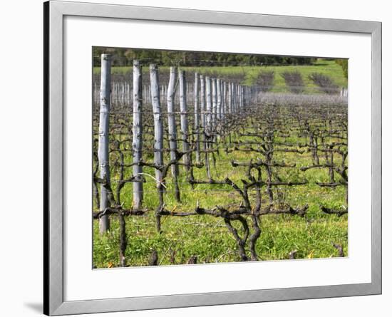 Vineyard in Cordon Royat, Bodega Pisano Winery, Progreso, Uruguay-Per Karlsson-Framed Photographic Print