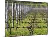 Vineyard in Cordon Royat, Bodega Pisano Winery, Progreso, Uruguay-Per Karlsson-Mounted Photographic Print