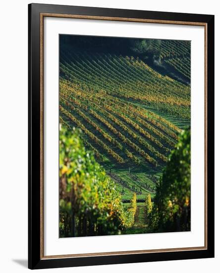 Vineyard in Entre-Deux-Mers Area-Owen Franken-Framed Photographic Print