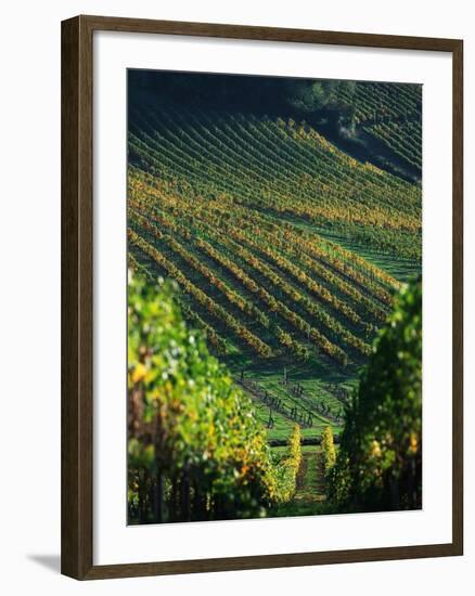 Vineyard in Entre-Deux-Mers Area-Owen Franken-Framed Photographic Print