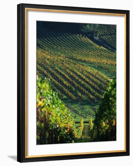 Vineyard in Entre-Deux-Mers Area-Owen Franken-Framed Photographic Print