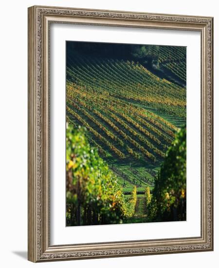 Vineyard in Entre-Deux-Mers Area-Owen Franken-Framed Photographic Print