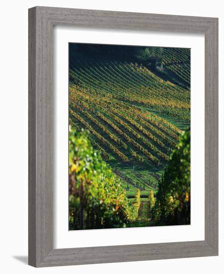 Vineyard in Entre-Deux-Mers Area-Owen Franken-Framed Photographic Print