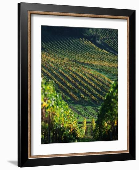 Vineyard in Entre-Deux-Mers Area-Owen Franken-Framed Photographic Print