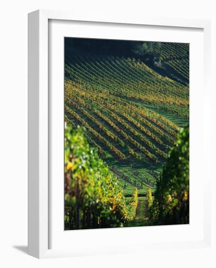 Vineyard in Entre-Deux-Mers Area-Owen Franken-Framed Photographic Print