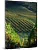 Vineyard in Entre-Deux-Mers Area-Owen Franken-Mounted Photographic Print