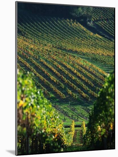 Vineyard in Entre-Deux-Mers Area-Owen Franken-Mounted Photographic Print