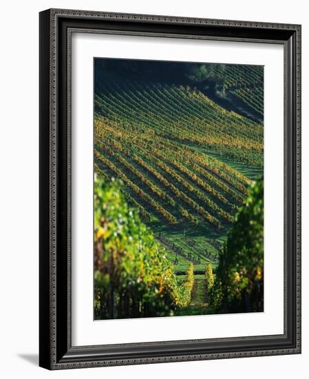 Vineyard in Entre-Deux-Mers Area-Owen Franken-Framed Photographic Print