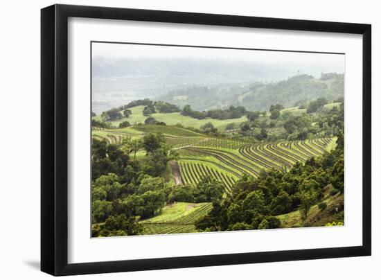 Vineyard In Foothills Of The Mayacamas Mts Overlooking Alexander Valley In Healdsburg, California-Ron Koeberer-Framed Photographic Print