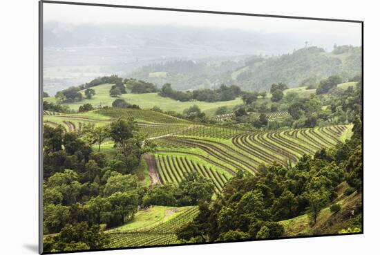 Vineyard In Foothills Of The Mayacamas Mts Overlooking Alexander Valley In Healdsburg, California-Ron Koeberer-Mounted Photographic Print