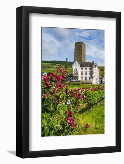 Vineyard in Front of the Bruemserburg in Ruedesheim (Rudesheim) on the River Rhine-Michael Runkel-Framed Photographic Print