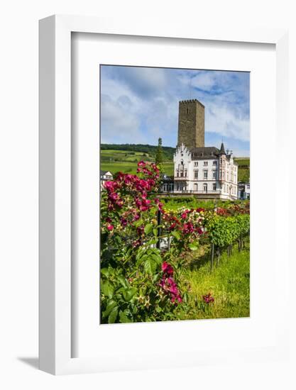 Vineyard in Front of the Bruemserburg in Ruedesheim (Rudesheim) on the River Rhine-Michael Runkel-Framed Photographic Print