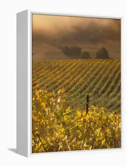 Vineyard in northern California, Sonoma, California, USA-Alan Klehr-Framed Premier Image Canvas