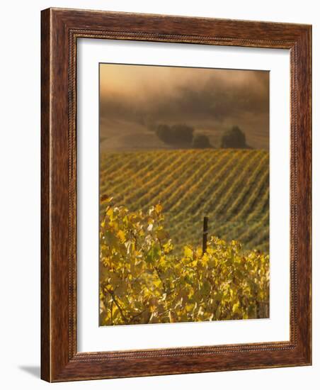 Vineyard in northern California, Sonoma, California, USA-Alan Klehr-Framed Photographic Print