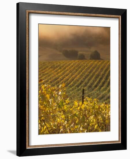 Vineyard in northern California, Sonoma, California, USA-Alan Klehr-Framed Photographic Print