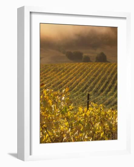 Vineyard in northern California, Sonoma, California, USA-Alan Klehr-Framed Photographic Print