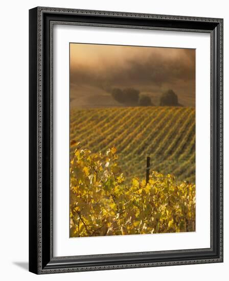 Vineyard in northern California, Sonoma, California, USA-Alan Klehr-Framed Photographic Print