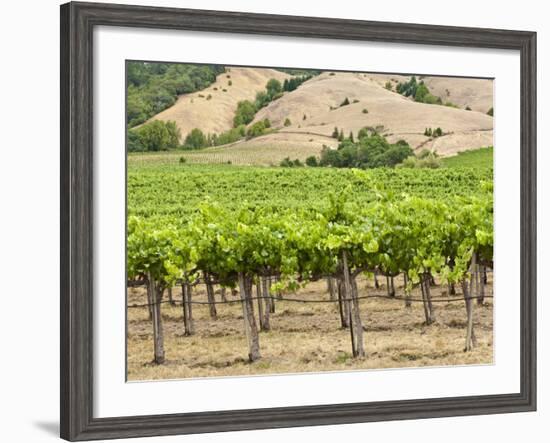 Vineyard in Northern California, United States of America, North America-Michael DeFreitas-Framed Photographic Print