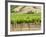 Vineyard in Northern California, United States of America, North America-Michael DeFreitas-Framed Photographic Print