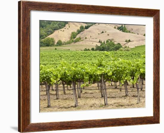 Vineyard in Northern California, United States of America, North America-Michael DeFreitas-Framed Photographic Print