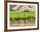 Vineyard in Northern California, United States of America, North America-Michael DeFreitas-Framed Photographic Print