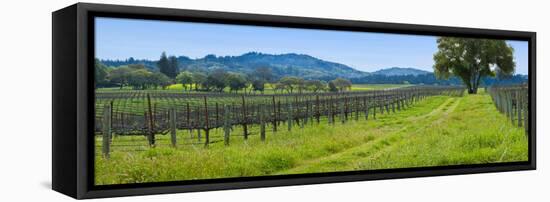 Vineyard in Sonoma Valley, California, USA-null-Framed Stretched Canvas