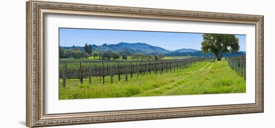 Vineyard in Sonoma Valley, California, USA--Framed Photographic Print