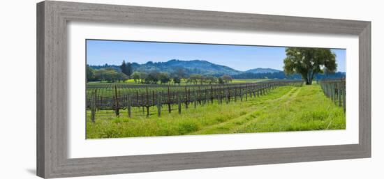 Vineyard in Sonoma Valley, California, USA-null-Framed Photographic Print