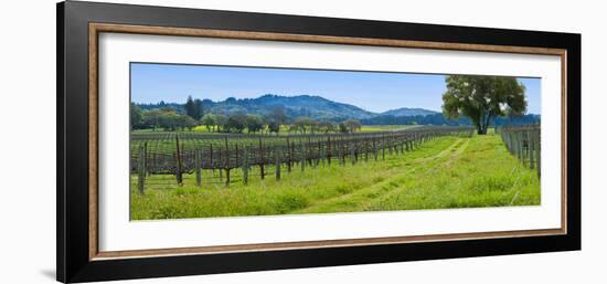 Vineyard in Sonoma Valley, California, USA-null-Framed Photographic Print