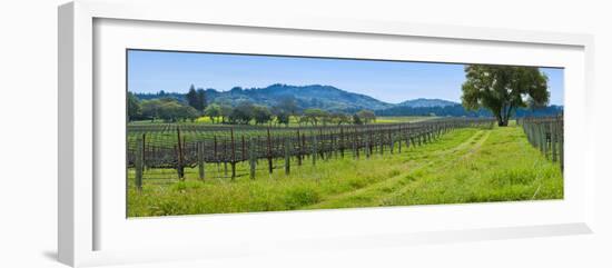 Vineyard in Sonoma Valley, California, USA-null-Framed Photographic Print