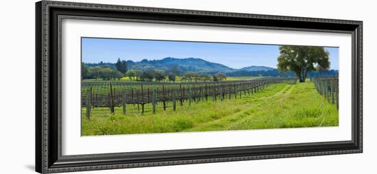 Vineyard in Sonoma Valley, California, USA-null-Framed Photographic Print