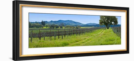 Vineyard in Sonoma Valley, California, USA-null-Framed Photographic Print