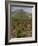 Vineyard in stony soil with San Vicente de la Sonsierra Village, La Rioja, Spain-Janis Miglavs-Framed Photographic Print