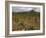 Vineyard in stony soil with San Vicente de la Sonsierra Village, La Rioja, Spain-Janis Miglavs-Framed Photographic Print