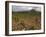 Vineyard in stony soil with San Vicente de la Sonsierra Village, La Rioja, Spain-Janis Miglavs-Framed Photographic Print