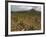 Vineyard in stony soil with San Vicente de la Sonsierra Village, La Rioja, Spain-Janis Miglavs-Framed Photographic Print