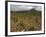 Vineyard in stony soil with San Vicente de la Sonsierra Village, La Rioja, Spain-Janis Miglavs-Framed Photographic Print