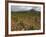 Vineyard in stony soil with San Vicente de la Sonsierra Village, La Rioja, Spain-Janis Miglavs-Framed Photographic Print