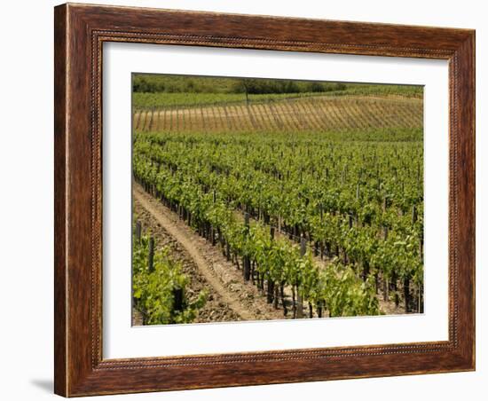 Vineyard in the Bordeaux Region, Gironde, Aquitaine, France-Peter Richardson-Framed Photographic Print