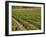 Vineyard in the Bordeaux Region, Gironde, Aquitaine, France-Peter Richardson-Framed Photographic Print