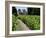 Vineyard in the Bordeaux Region, Gironde, Aquitaine, France-Peter Richardson-Framed Photographic Print