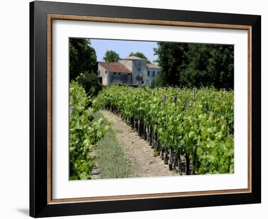 Vineyard in the Bordeaux Region, Gironde, Aquitaine, France-Peter Richardson-Framed Photographic Print