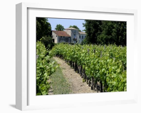 Vineyard in the Bordeaux Region, Gironde, Aquitaine, France-Peter Richardson-Framed Photographic Print