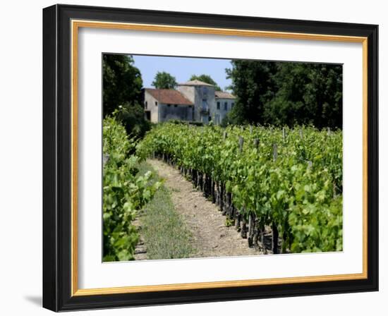 Vineyard in the Bordeaux Region, Gironde, Aquitaine, France-Peter Richardson-Framed Photographic Print