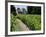 Vineyard in the Bordeaux Region, Gironde, Aquitaine, France-Peter Richardson-Framed Photographic Print