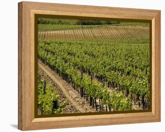 Vineyard in the Bordeaux Region, Gironde, Aquitaine, France-Peter Richardson-Framed Premier Image Canvas